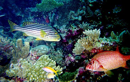 Plectorhynchus orientalis + Holocentrus rufus / Gaterin oriental + Poisson cureuil / Oriental sweetlips + Sabre squirrelfish