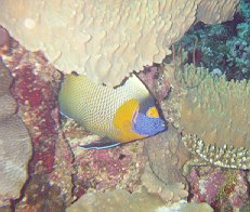 Euxiphipops xanthometopon / Front jaune / Blue-faced angelfish