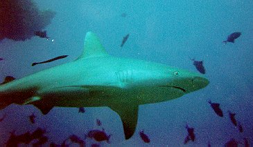 Triaenodon obesus / Requin gris de récif à pointe blanche / Whitetip sharkreef
