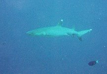 Triaenodon obesus / Requin gris de récif à pointe blanche / Whitetip sharkreef