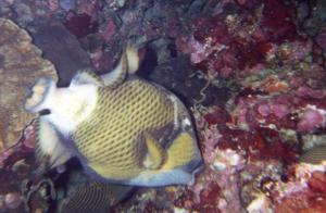 Balistoides viridescens / Baliste Verdatre / Titan Triggerfish