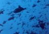 Odonus niger / Balistes bleus / Blue Triggerfish