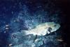 Arothron stellatus / Poisson coffre / Starry Pufferfish