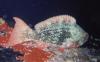 Scarus rubroviolaceus / Poisson perroquet / Ember Parrotfish