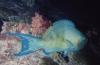 Scarus caudofasciatus / Poisson perroquet / Bartail Parrotfish