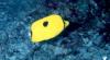 Chaetodon interruptus / Poisson papillon / Yellow Teardrop Butterflyfish
