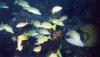 Balistoides viridescens / Baliste titan / Titan Triggerfish