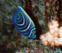 Pomacanthodes imperator / Poisson-ange empereur (juvnile) / Emperor angelfish (young)