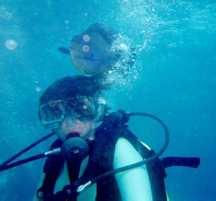 Acanthurus dussumieri / Chirurgien  lunettes jaunes / Pencilled Surgeonfish