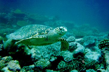 Tortue marine