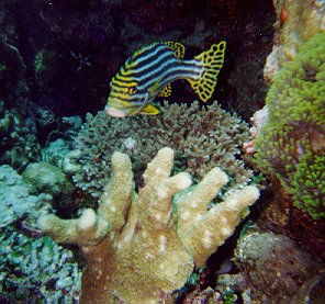 Plectorhynchus orientalis / Gaterin oriental / Oriental sweetlips