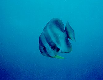 Platax teira / Platax / Batfish