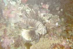 Pterois miles / Rascasse volante / Lionfish