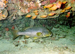 Plectorhynchus orientalis / Gaterin oriental / Oriental sweetlips