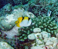 Chaetodon falcula / Chtodon faucille / Double saddled butterflyfish