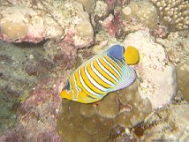 Pygoplites diacanthus / Regal Angelfish / Poisson-ange Duc