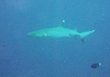 Triaenodon obesus / Requin gris de rcif  pointe blanche / Whitetip sharkreef