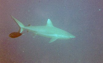 Triaenodon obesus / Requin gris de rcif  pointe blanche / Whitetip sharkreef