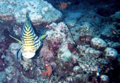 Plectorhynchus orientalis / Gaterin oriental / Oriental sweetlips