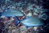 Caranx melampygus / Carangues / Blue-fin Jack
