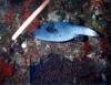 Arothron nigropunctatus / Poisson coffre / Black-spotted Pufferfish