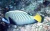 Pomacanthus imperator / Poisson empereur / Emperor Anglefish