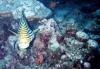 Plectorhinchus orientalis / Gaterin oriental / Oriental Sweetlips