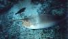Naso Brachycentron / Poisson chirurgien licorne / Humpback Unicornfish