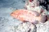 Epinephelus tauvina / Mrou / Greasy Grouper