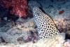 Gymnothorax favagineus / Murne lopard / Honeycomb Moray