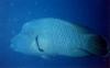 Cheilinus undulatus / Poisson Napolon / Napoleonfish