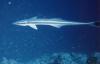 Echeneis naucrates / Rmora / Slender Suckerfish