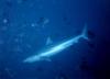 Triaenodon obesus / Requin gris de rcif  pointe blanche / Whitetip sharkreef