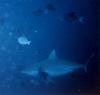 Triaenodon obesus / Requin gris de rcif  pointe blanche / Whitetip sharkreef