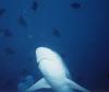 Triaenodon obesus / Requin gris de rcif  pointe blanche / Whitetip sharkreef