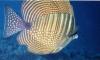 Zebrasoma desjardinii / Poisson chirurgien / Sailfin Surgeon