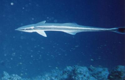 Phtheirichthys lineatus / Rmora / Slender Suckerfish
